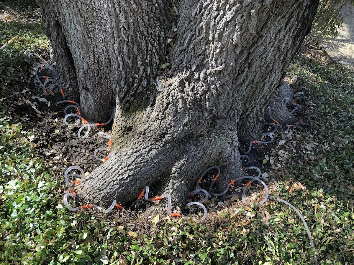 Detailed Tree Cabling and Bracing job site in Marble City